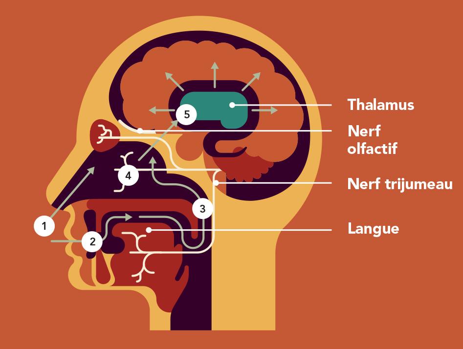 Schémas explicatif du cerveau humain 