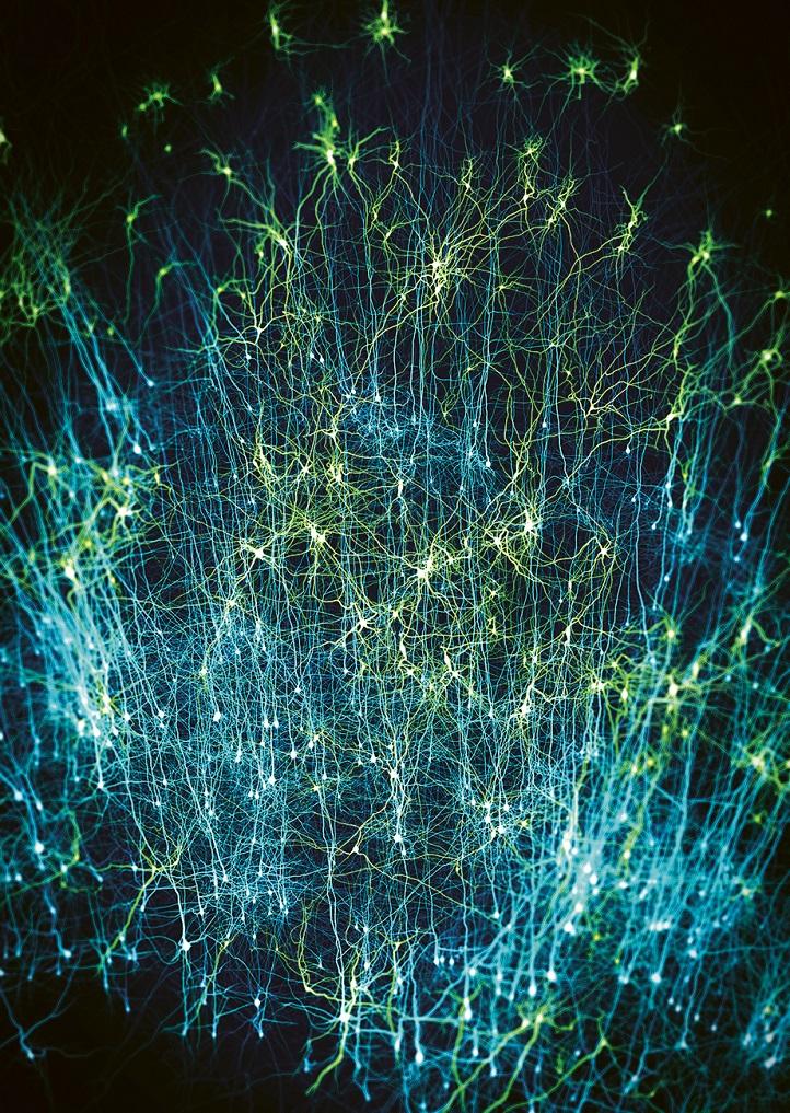Représentation numérique et biologique du cerveau de souris