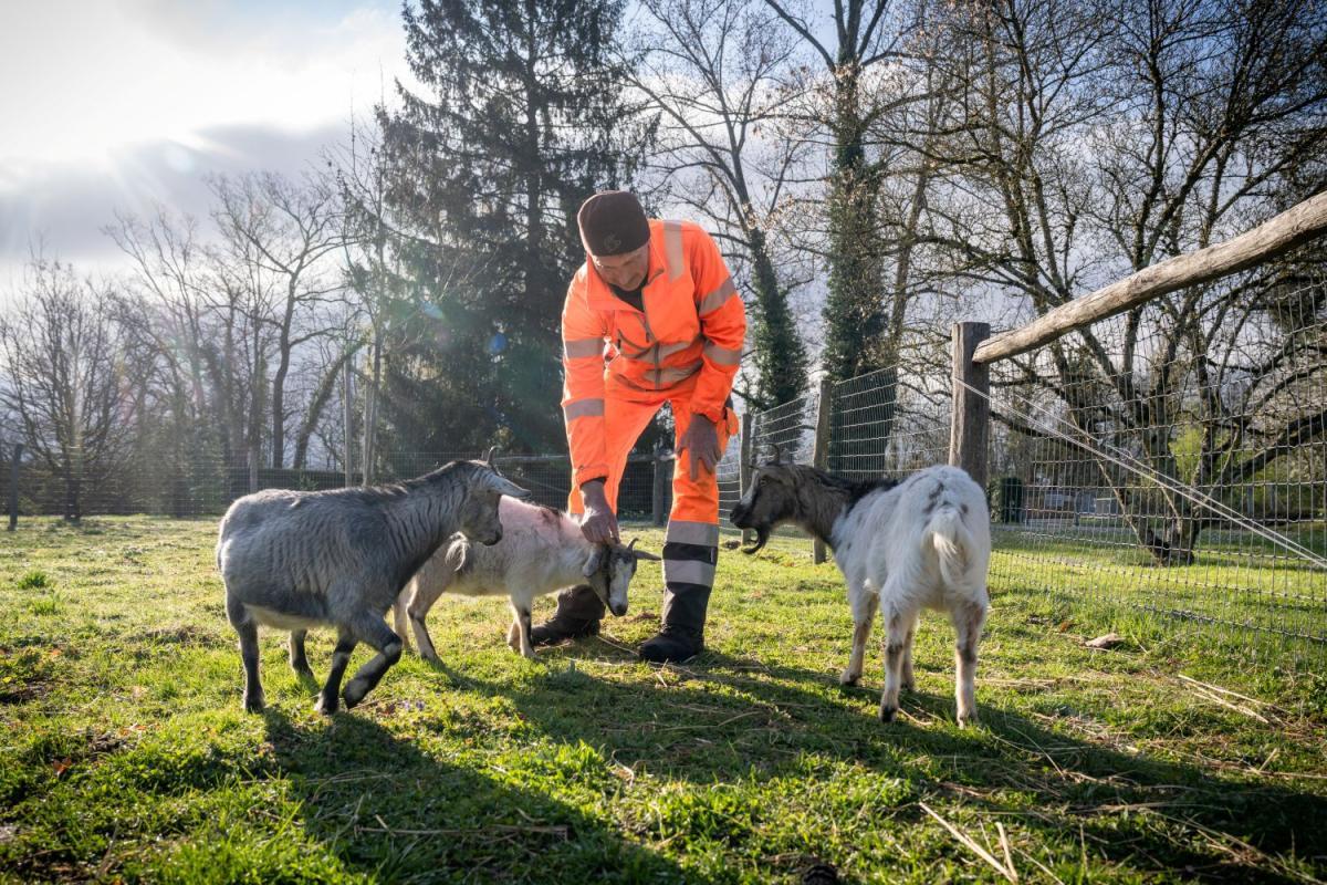 Chèvres apaisantes à Loëx