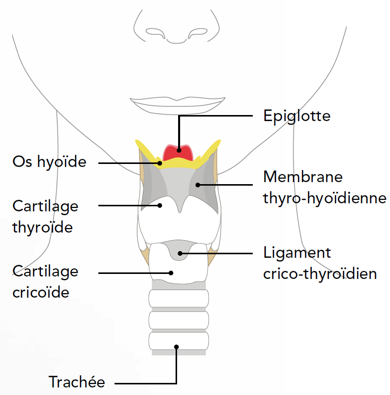 schema Larynx