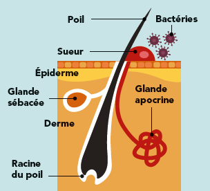 Illustration de la glande apocrine