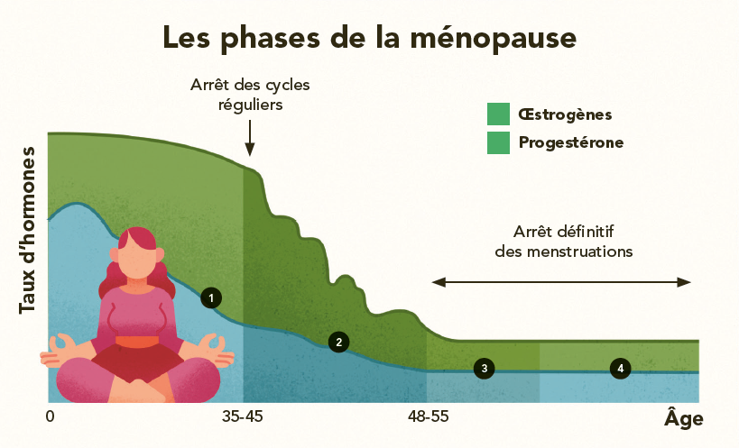 Les phases de la ménopause