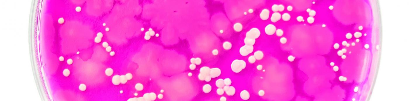 microbiote