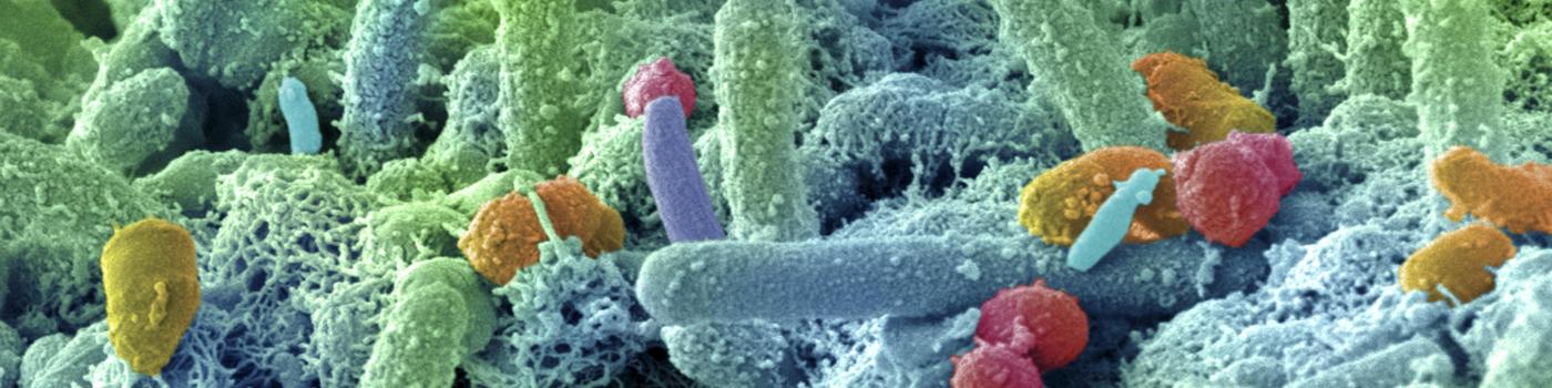 microbiote