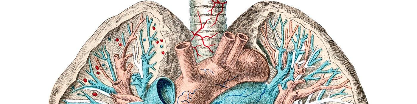 Les Poumons Pulsations Les Poumons Pulsations