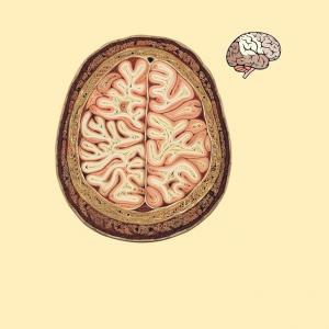 cerveau, neurosciences, 