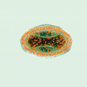 virus variole du singe