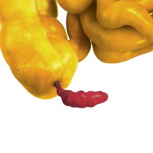 l’appendice