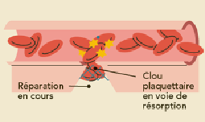 Production de globules rouges