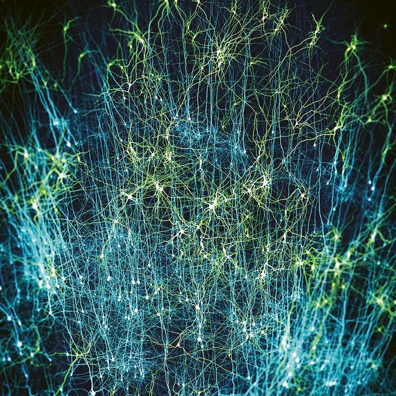 Synthesis of neocortical neurons, EPFL, Blue Brain Project, 2008