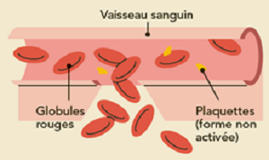 Vaisseau sanguin lésé