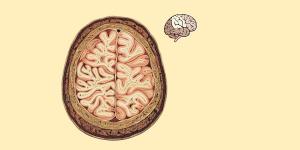 cerveau, neurosciences, 