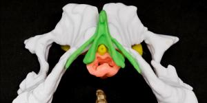 Éducation sexuelle 3D