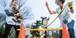 thérapeutes canins