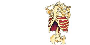 image : diaphragme