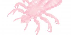 Inoffensifs, les poux nous adorent