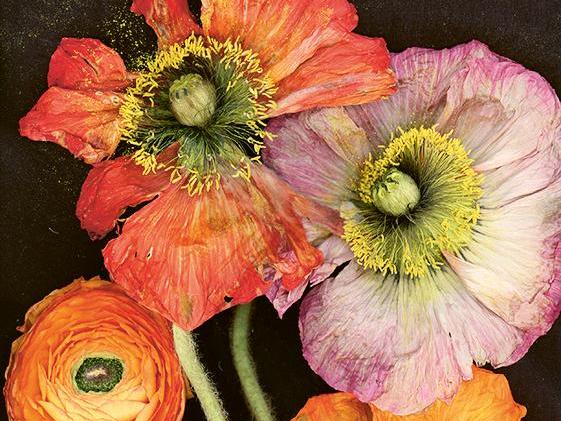 Summer snow, Composition 015, Free Style Anemones